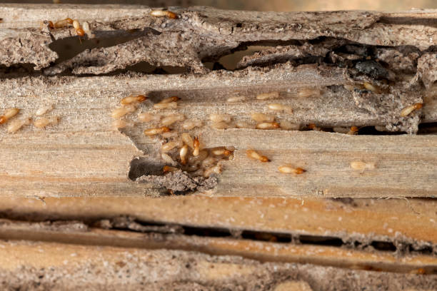 Pest Control for Restaurants in Kings Bay Base, GA