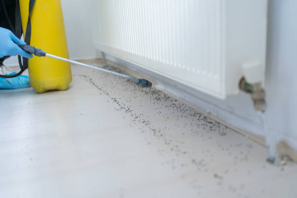 Best Mosquito Control Services  in Kings Bay Base, GA
